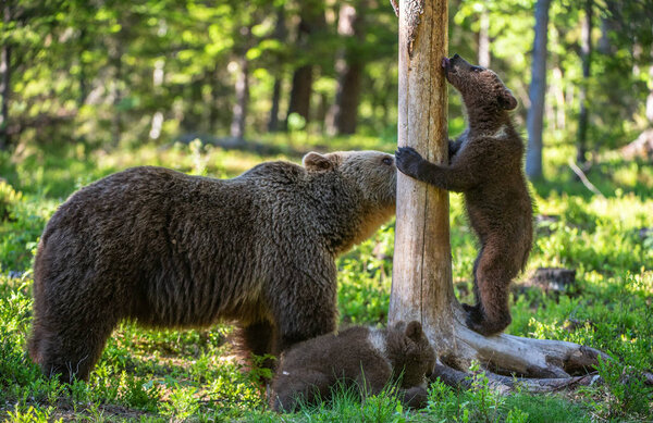 Brown bear and Cubs in the summer forest. Scientific name: Ursus Arctos Arctos. Natural habitat.