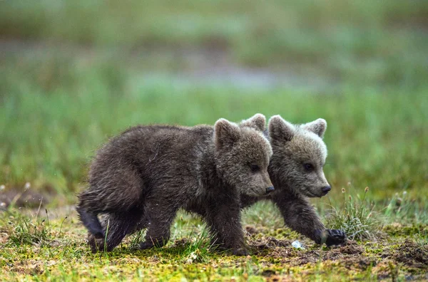 Cuccioli Orso Bruno Camminano Sulla Palude Nella Foresta Nome Scientifico — Foto Stock