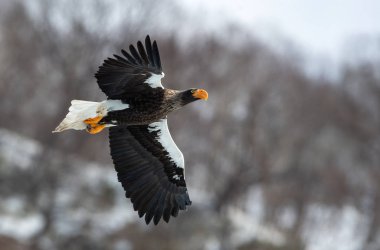 Yetişkin Steller'ın deniz kartal uçuş. Bilimsel adı: Haliaeetus pelagicus. Doğal yaşam alanı. Kış sezonu.