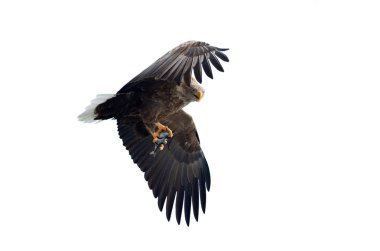 Balık beyaz arka plan üzerinde izole uçuş ile yetişkin ak kuyruklu kartal. Bilimsel adı: Haliaeetus albicilla, ern, erne, gri kartal, Avrasya deniz kartal ve ak kuyruklu deniz-kartal.