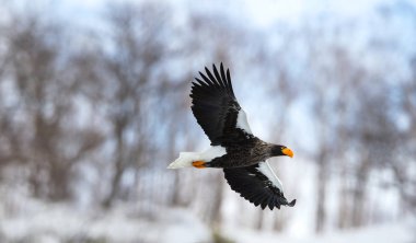 Yetişkin Steller'ın deniz kartal uçuş. Bilimsel adı: Haliaeetus pelagicus. Doğal yaşam alanı. Kış sezonu.