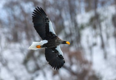 Yetişkin Steller'ın deniz kartal uçuş. Bilimsel adı: Haliaeetus pelagicus. Doğal yaşam alanı. Kış sezonu.