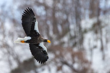 Yetişkin Steller'ın deniz kartal uçuş. Bilimsel adı: Haliaeetus pelagicus. Doğal yaşam alanı. Kış sezonu.