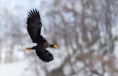 Yetişkin Steller'ın deniz kartal uçuş. Bilimsel adı: Haliaeetus pelagicus. Doğal yaşam alanı. Kış sezonu.