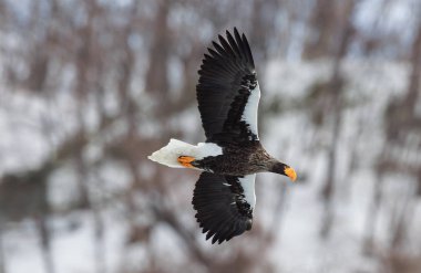 Yetişkin Steller'ın deniz kartal uçuş. Bilimsel adı: Haliaeetus pelagicus. Doğal yaşam alanı. Kış sezonu.