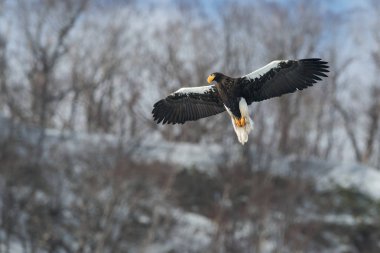 Yetişkin Steller'ın deniz kartal Uçuş kış dağ arka plan üzerinde. Bilimsel adı: Haliaeetus pelagicus. Doğal yaşam alanı. Kış sezonu.