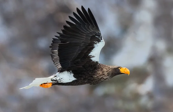 Águia Marinha Steller Adulto Voo Nome Científico Haliaeetus Pelagicus Habitat — Fotografia de Stock