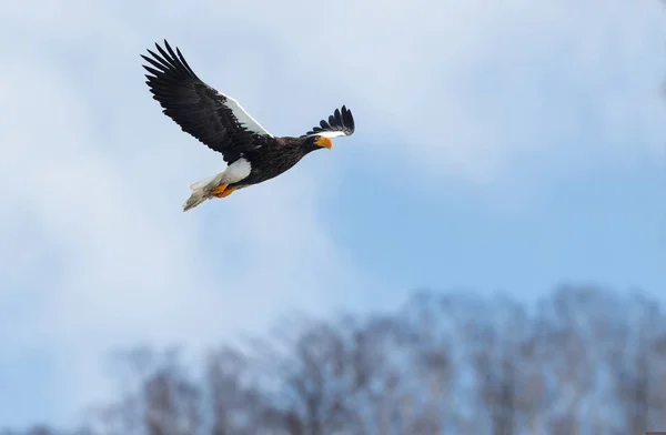 Águila Marina Adulta Steller Vuelo Nombre Científico Haliaeetus Pelagicus Natural —  Fotos de Stock