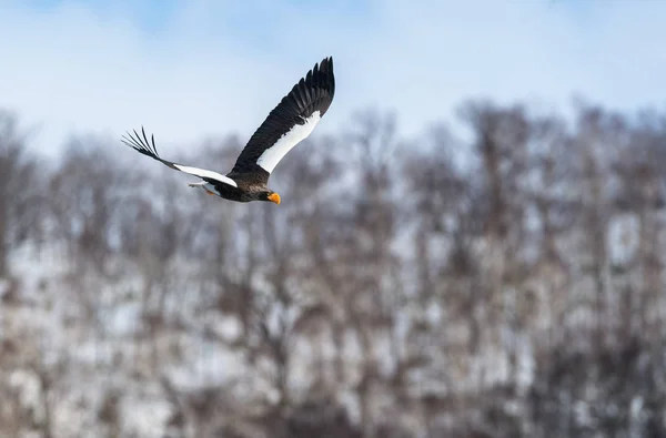成人史泰勒的海鹰在飞行 科学名称 Haliaeetus Pelagicus 自然栖息地 — 图库照片