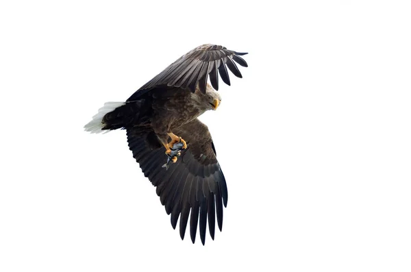 Ausgewachsene Seeadler Mit Fischen Flug Isoliert Auf Weißem Hintergrund Wissenschaftlicher — Stockfoto