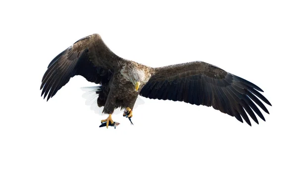 Ausgewachsene Seeadler Mit Fischen Flug Isoliert Auf Weißem Hintergrund Wissenschaftlicher — Stockfoto