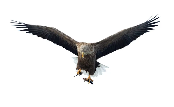 Ausgewachsene Seeadler Mit Fischen Flug Isoliert Auf Weißem Hintergrund Wissenschaftlicher — Stockfoto