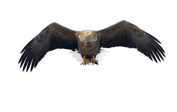 成人白尾鹰与鱼在飞行中被隔绝在白色背景 科学名称 欧亚海鹰和白尾海鹰 — 图库照片