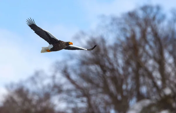 Adult Stellers Sea Eagle Flykten Vetenskaplig Namn Haliaeetus Pelagicus Naturliga — Stockfoto