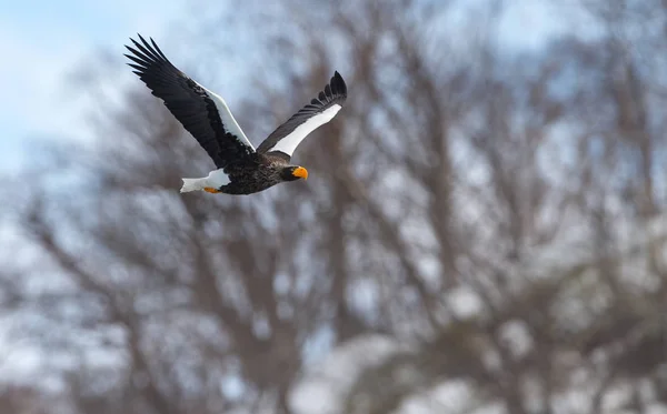 Águila Marina Adulta Steller Vuelo Nombre Científico Haliaeetus Pelagicus Natural —  Fotos de Stock