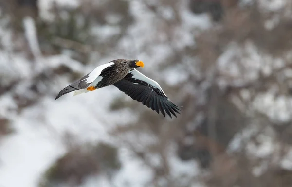 アダルト オオワシの飛行中 Haliaeetus 自然の生息地 冬のシーズン — ストック写真