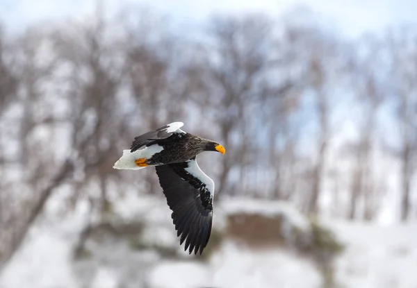 Дорослий Чубата Блакитна Пучок Квітки Польоті Наукова Назва Haliaeetus Pelagicus — стокове фото