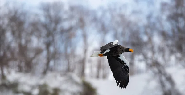 Dospělý Orel Letu Vědecký Název Haliaeetus Obrovské Přirozené Prostředí Zimní — Stock fotografie