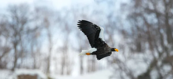 Adult Stellers Sea Eagle Flykten Vetenskaplig Namn Haliaeetus Pelagicus Naturliga — Stockfoto