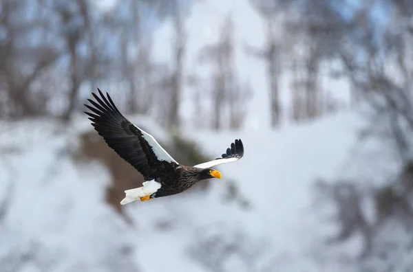 Águila Marina Adulta Steller Vuelo Sobre Fondo Montaña Invierno Nombre — Foto de Stock