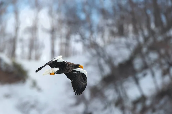 Дорослий Чубата Блакитна Пучок Квітки Польоті Наукова Назва Haliaeetus Pelagicus — стокове фото