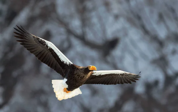 アダルト オオワシの飛行中 Haliaeetus 自然の生息地 冬のシーズン — ストック写真