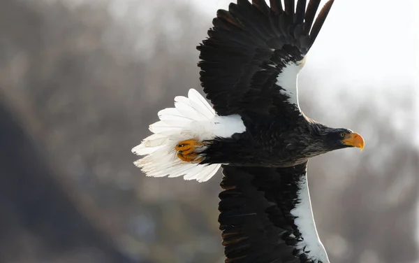 Águila Marina Adulta Steller Vuelo Nombre Científico Haliaeetus Pelagicus Natural — Foto de Stock