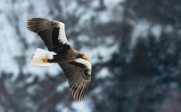 アダルト オオワシの飛行中 Haliaeetus 自然の生息地 冬のシーズン — ストック写真