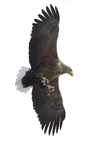 Volwassen White Tailed Eagle Met Vis Aanboord Geïsoleerd Een Witte — Stockfoto