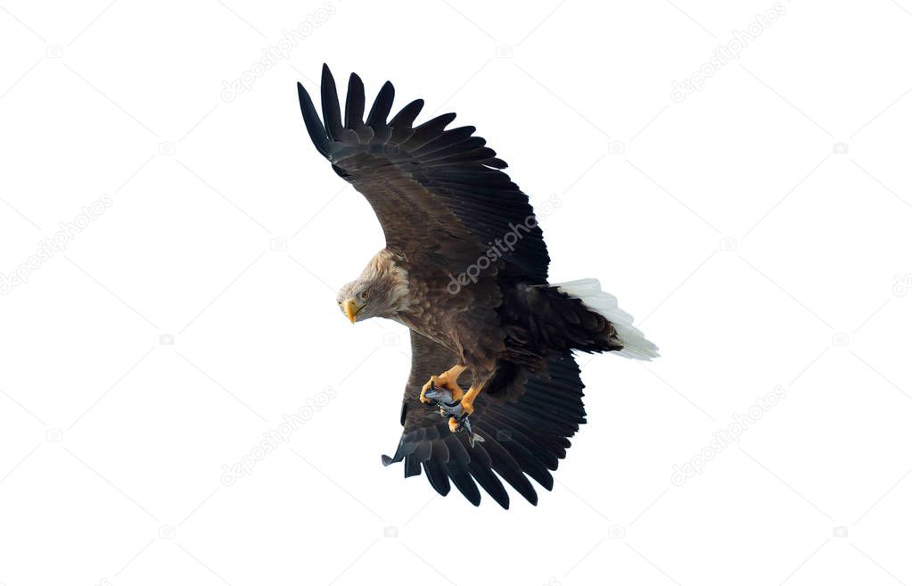 Adult White-tailed eagle with fish in flight isolated on White background. Scientific name: Haliaeetus albicilla, the ern, erne, gray eagle, Eurasian sea eagle and white-tailed sea-eagle.