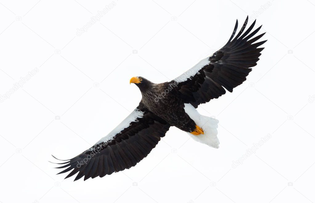 Adult Steller's sea eagle in flight isolated on white background. Scientific name: Haliaeetus pelagicus. Natural Habitat. Winter Season.