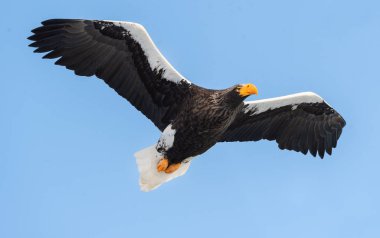 Mavi gökyüzü arka plan üzerinde uçuş yetişkin Steller'ın deniz kartal. Bilimsel adı: Haliaeetus pelagicus. Doğal yaşam alanı. Kış sezonu.