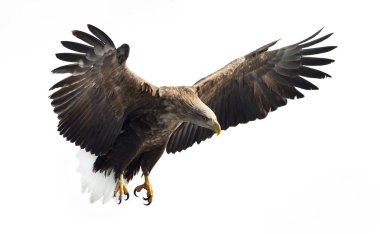 Beyaz arka plan üzerinde izole uçuş yetişkin beyaz kuyruklu kartal. Bilimsel adı: Haliaeetus albicilla, olarak da bilinen ern, erne, gri kartal, Avrasya deniz kartal ve ak kuyruklu deniz-kartal.