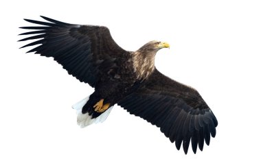 Beyaz arka plan üzerinde izole uçuş yetişkin beyaz kuyruklu kartal. Bilimsel adı: Haliaeetus albicilla, olarak da bilinen ern, erne, gri kartal, Avrasya deniz kartal ve ak kuyruklu deniz-kartal.