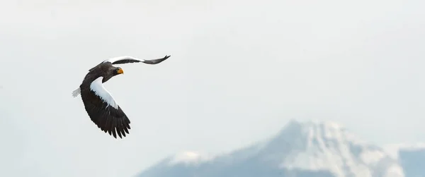 Steller 的海鹰在飞行在冬天山背景 科学名称 Haliaeetus Pelagicus 自然栖息地 — 图库照片