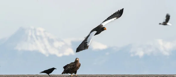 Ενηλίκων Steller Του Sea Eagle Άσπρα Παρακολουθημένα Θάλασσα Αετός Και — Φωτογραφία Αρχείου