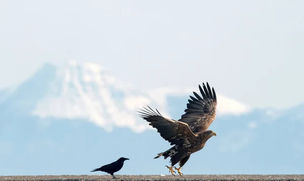 Yetişkin Beyaz Deniz Kartal Raven Izledim Kış Dağ Arka Plan — Stok fotoğraf