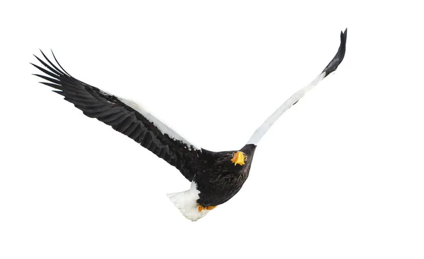 Adult Stellers Sea Eagle Flight Isolerat Vit Bakgrund Vetenskaplig Namn — Stockfoto