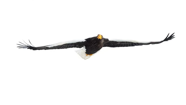 Steller 的海鹰在飞行隔绝在白色背景 科学名称 Haliaeetus Pelagicus 自然栖息地 — 图库照片
