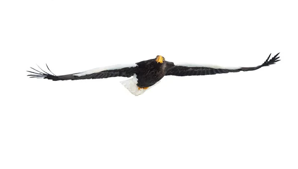 Adult Steller Sea Eagle Flight Isolated White Background Scientific Name — Stock Photo, Image