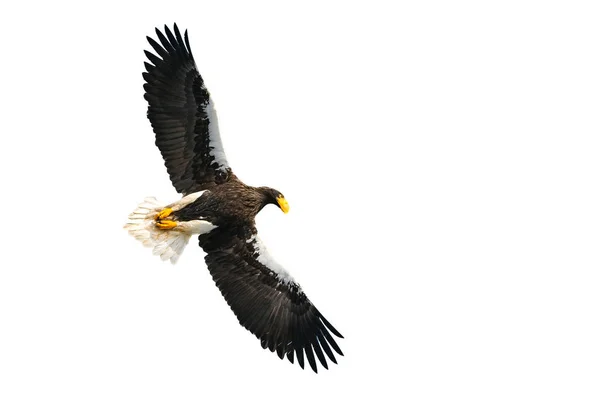 Adult Stellers Sea Eagle Flight Isolerat Vit Bakgrund Vetenskaplig Namn — Stockfoto