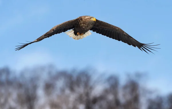 Volwassen Witte Staart Adelaar Aanboord Wetenschappelijke Naam Haliaeetus Albicilla Ook — Stockfoto