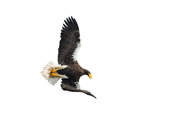 Vulturul Mare Adult Steller Zbor Izolat Fundal Alb Denumire Științifică — Fotografie, imagine de stoc