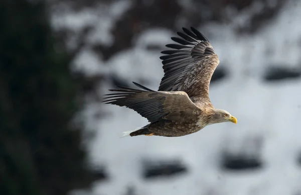 Ausgewachsene Seeadler Flug Vor Winterlichem Hintergrund Wissenschaftlicher Name Haliaeetus Albicilla — Stockfoto