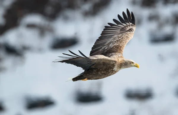 Volwassen White Tailed Eagle Tijdens Vlucht Winter Achtergrond Wetenschappelijke Naam — Stockfoto