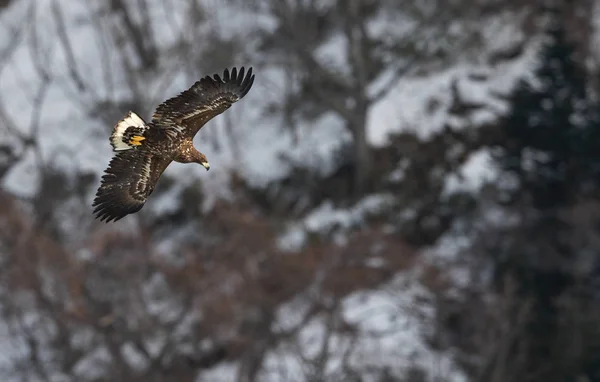 Juvenil Vitt Tailed Eagle Flykten Sluttningen Berget Bakgrunden Vetenskaplig Namn — Stockfoto