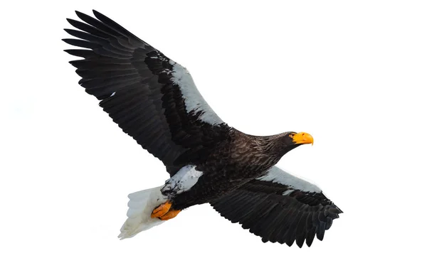 Adult Steller Sea Eagle Flight Isolated White Background Scientific Name — Stock Photo, Image