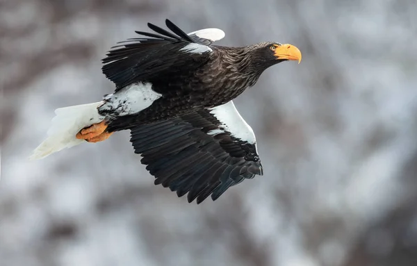 Взрослый Орёл Стеллера Полёте Научное Название Haliaeetus Pelagicus Естественная Среда — стоковое фото