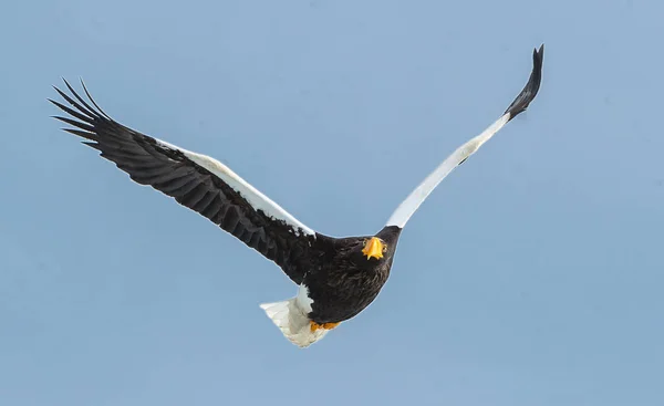 Águila Marina Adulta Steller Vuelo Sobre Fondo Azul Del Cielo —  Fotos de Stock