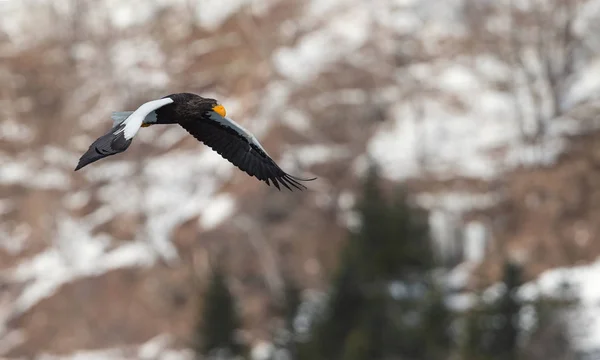 Águila Marina Adulta Steller Vuelo Nombre Científico Haliaeetus Pelagicus Natural —  Fotos de Stock